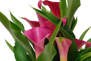 Calla Lily Variety Thumbnail Pink.jpg